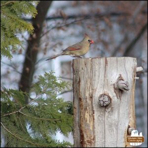 female cardinal on top of a cedar tree stump