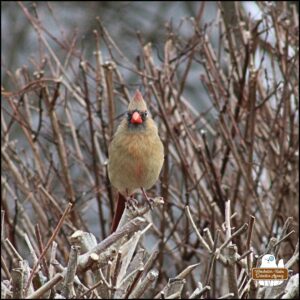 female cardinal perched on a bare bush in winter