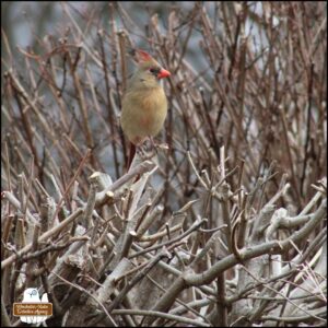 female cardinal perched on a bare bush in winter