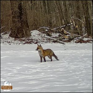 red fox standing in the snow