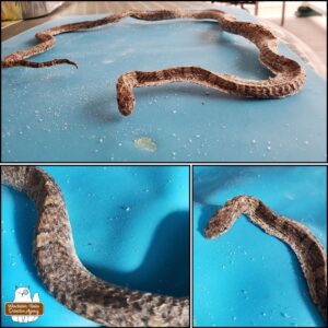 collage of the dehydrated garter snake in a circular position from 3 different angles.