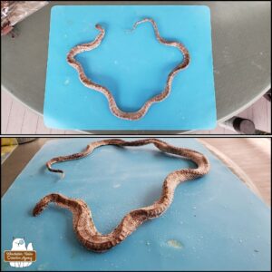 collage of dehydrated garter snake in a circular position from above and the side.