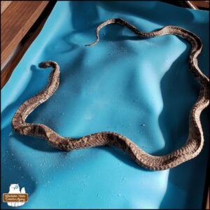 dehydrated garter snake in a circular position, laid on top of a silicone mat inside a wooden chest.