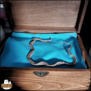 dehydrated garter snake in a circular position, laid on top of a silicone mat inside a wooden chest.