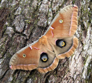 moth spread out on a tree; shades of peach; fake eyes on top and bottom wings; fuzzy peach body; stripes of black and pink