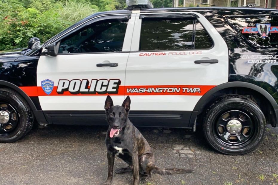 K9 dog Camo sitting with his tongue out in front of his parked police cruiser