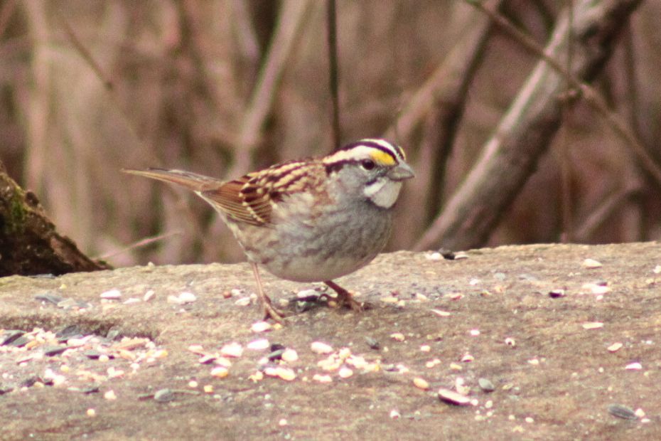 white-throated sparrow on a rock with bird seed