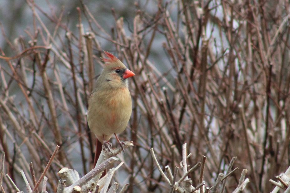 female cardinal perched on a bare bush in winter