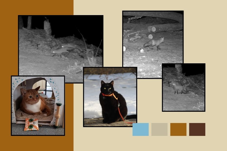 collage with 3 black and white photos of foxes; a photo of Oliver the orange tabby; and black cat Gus.