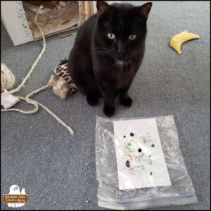 black cat Gus in the foreground sitting tall next to his painting in the plastic bag; cat toys everywhere.