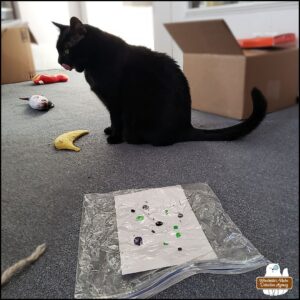 black cat Gus in the foreground sitting tall next to his painting in the plastic bag; cat toys everywhere.