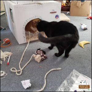 orange tabby Oliver in the background inside his cardboard office where black cat Gus is outside the "doorway" of it face to face; cat toys everywhere.