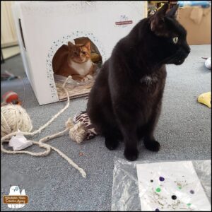 orange tabby Oliver in the background inside his cardboard office; black cat Gus in the foreground sitting tall next to his painting in the plastic bag; cat toys everywhere.