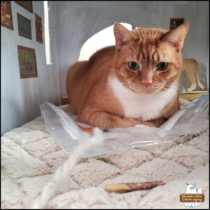 Oliver in his cardboard office where he's lying on top of the plastic bagged painting he made with a piece of yarn next to his front arm