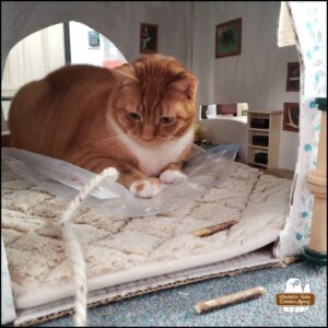 Oliver in his cardboard office where he's lying on top of the plastic bagged painting he made with a piece of yarn next to his front arm.