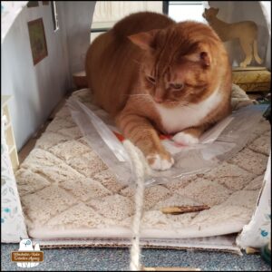 Oliver in his cardboard office where he's lying on top of the plastic bagged painting he made with a piece of yarn next to his front arm