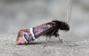 sparkly moth side view with various purple hues and spots, white and black lines, fuzzy black head