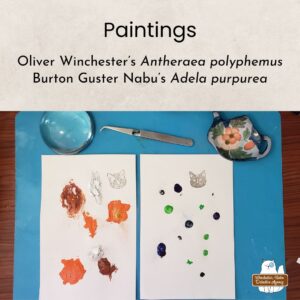 photo of the 2 paintings on a blue mat on a desk. Title: Paintings; subtitle: Oliver Winchester's Antheraea polyphemus; Burton Guster Nabu's Adela purpurea