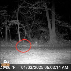 black and white trailcam photo showing a bobcat walking to the left circled in red on January 3, 2025 at 6:03 AM.