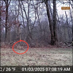 color trailcam photo showing a bobcat walking to the right circled in red on January 3, 2025 at 7:08 AM.