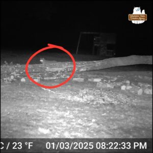 black and white trailcam photo showing a bobcat standing behind a fallen tree circled in red on January 3, 2025 at 8:22 PM.