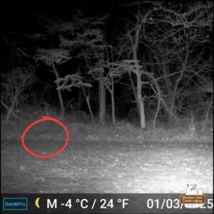 black and white trailcam photo showing a bobcat walking to the left circled in red on January 3, 2025 at 8:43 PM. (barely discernable)