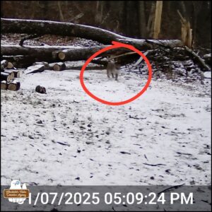 color trailcam photo showing a bobcat walking through snow in front of fallen trees heading towards the camera and circled in red on January 7, 2025 at 5:09 PM.