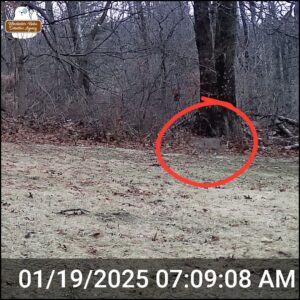 color trailcam photo showing a bobcat walking to the left circled in red on January 19, 2025 at 7:09 AM.