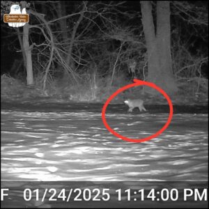 black and white trailcam photo showing a bobcat walking to the left circled in red on January 24, 2025 at 11:14 PM.