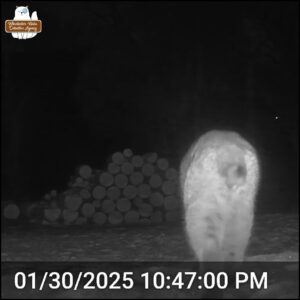 black and white trailcam photo showing a bobcat's butt walking through snow heading away from the camera towards large stacks of logs on January 7, 2025 at 5:09 PM.