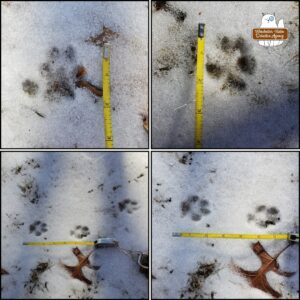 collage of bobcat paw prints in snow.