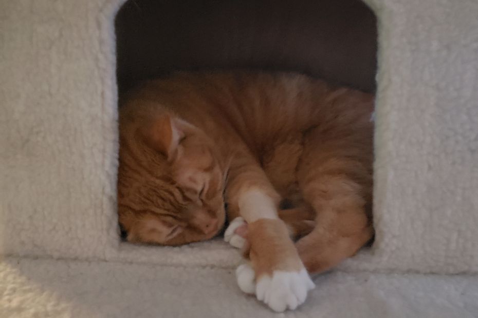 orange and white cat, Ollie, with his left arm shaved around halfway up, sleeping inside the cube of a cat tower.