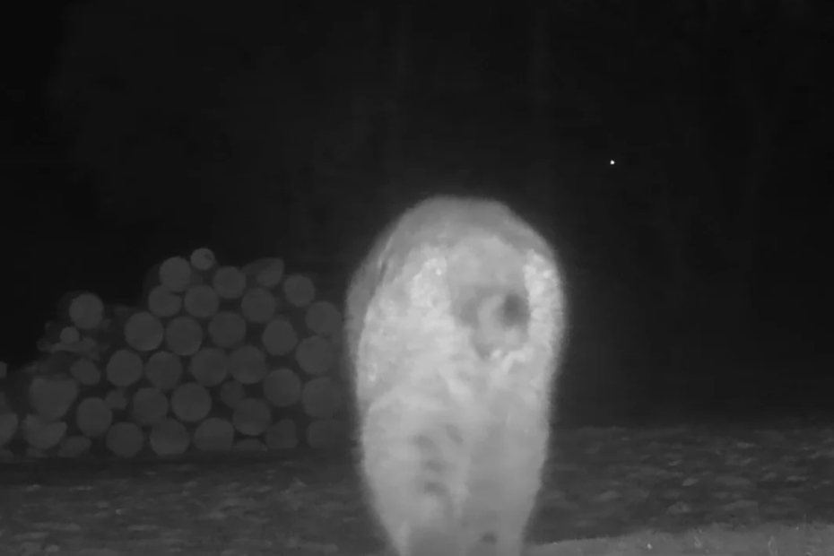 black and white trailcam photo showing a bobcat's butt walking through snow heading away from the camera towards large stacks of logs on January 7, 2025 at 5:09 PM.