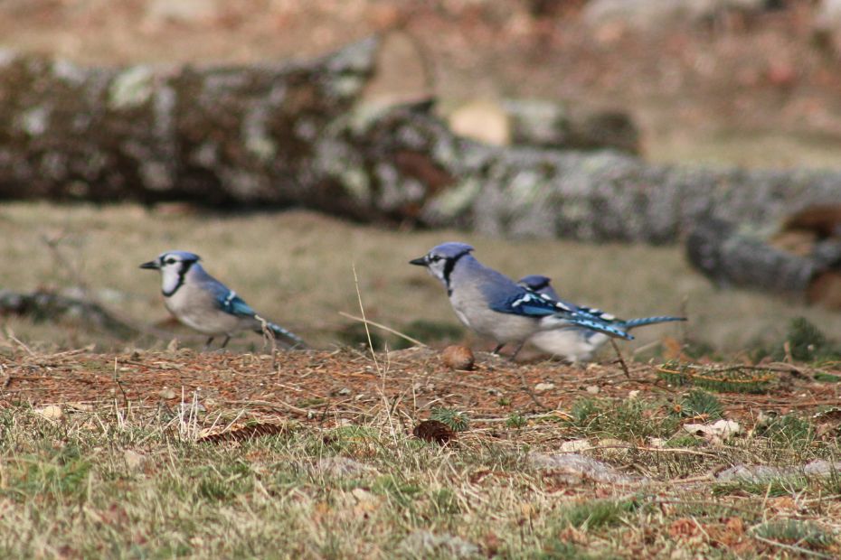 bluejays on the ground