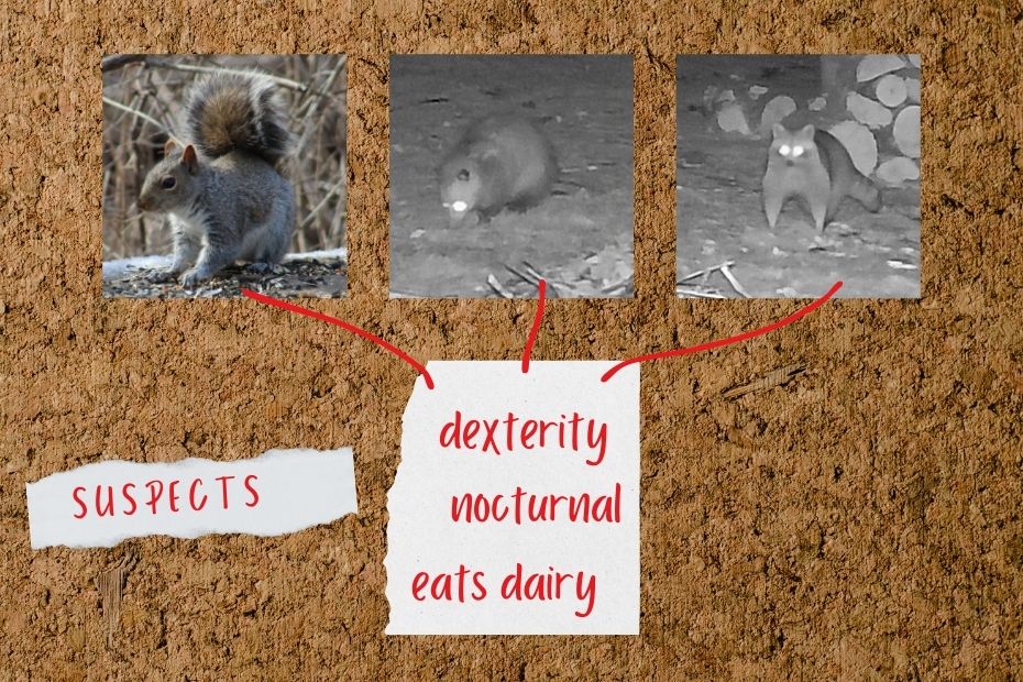 corkboard of suspects: squirrel, opossum, raccoon; a note underneath: "dexterity, nocturnal, eats dairy" and red lines attaching it to suspects